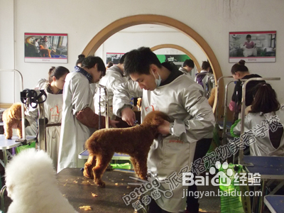 贵宾犬美容要点