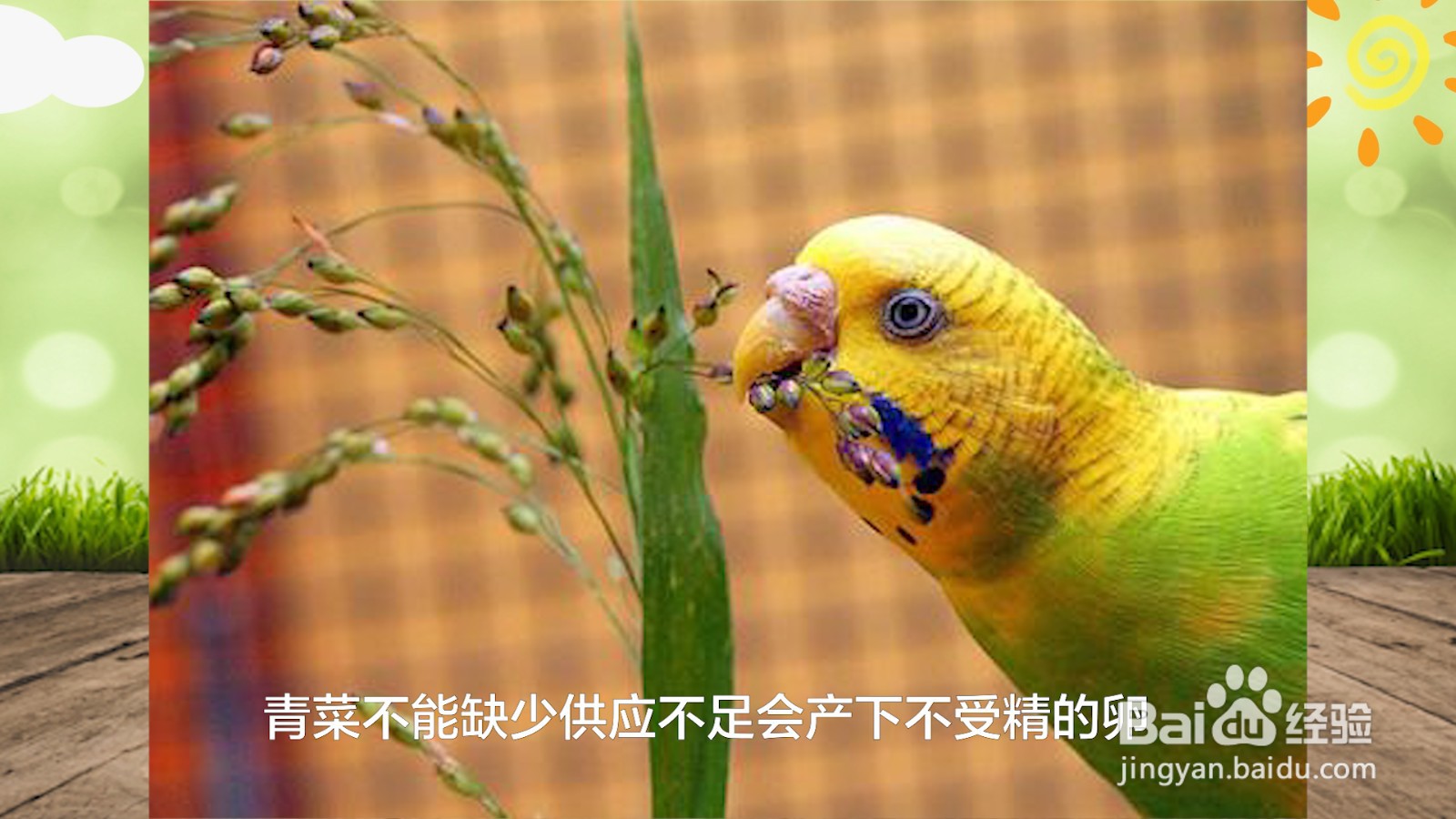 鹦鹉吃什么食物最好