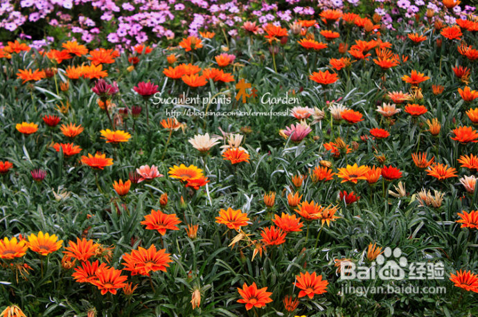 上海植物园（上）