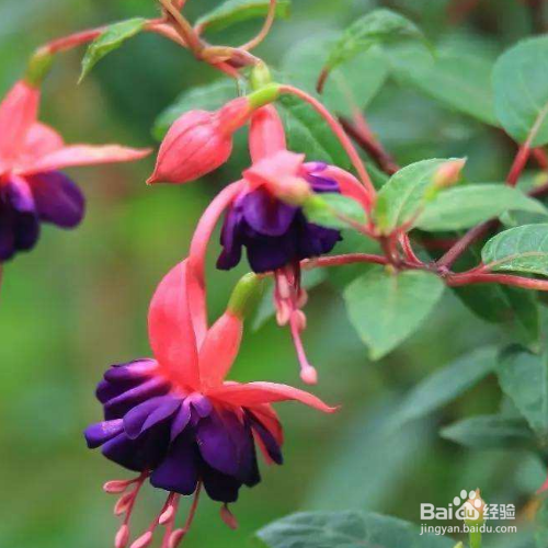 倒挂金钟花怎么养？