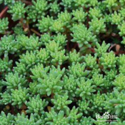 新买的薄雪万年草怎么种植