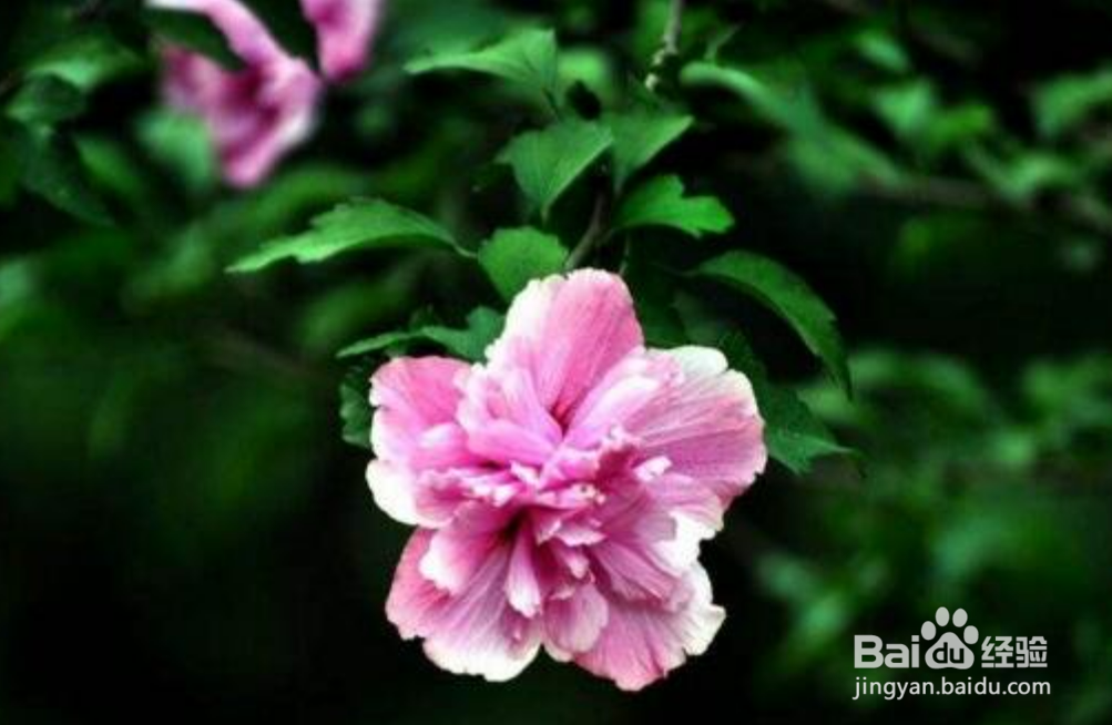 木槿花夏天怎么养护