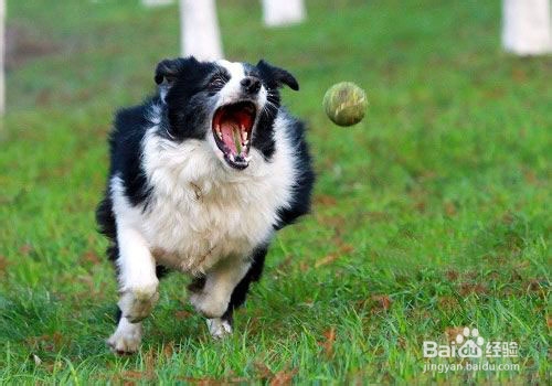 怎样训练狗狗扑咬能力