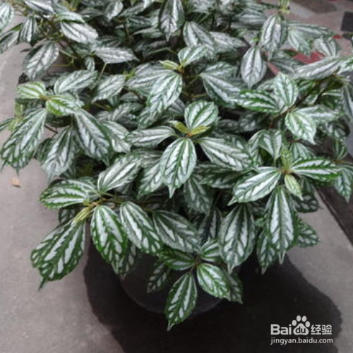 冷水花种植时需要注意什么?