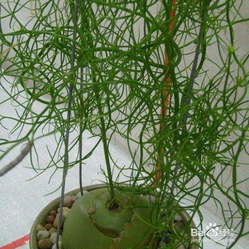 大苍角殿的养殖技巧和注意事项