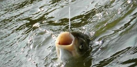 怎么看自然水域有没有鲢鳙