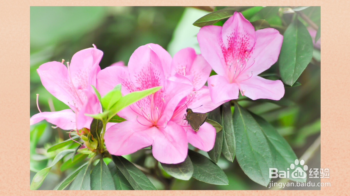 杜鹃花如何浇水和养殖