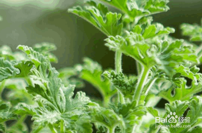 驱蚊草水培方法及养护要点