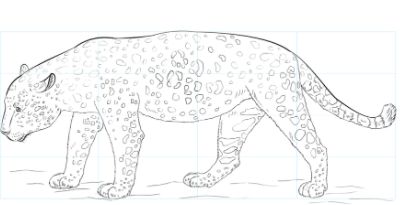 如何画美洲豹