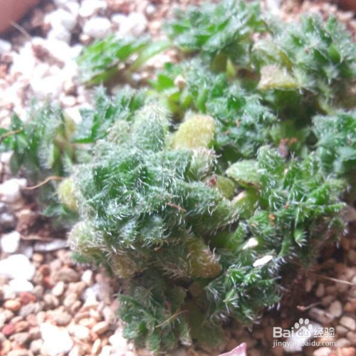 毛海星该如何的养殖?