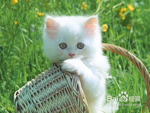 春节快速发送节日短信