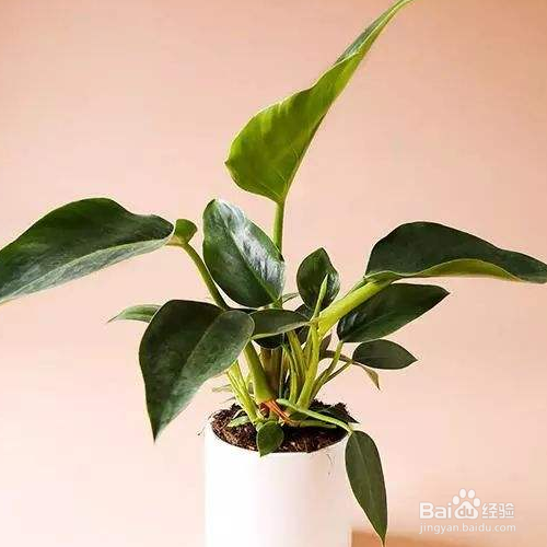 家里养的金钻叶子为什么变成外卷了？