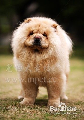 松狮犬多少钱松狮价格