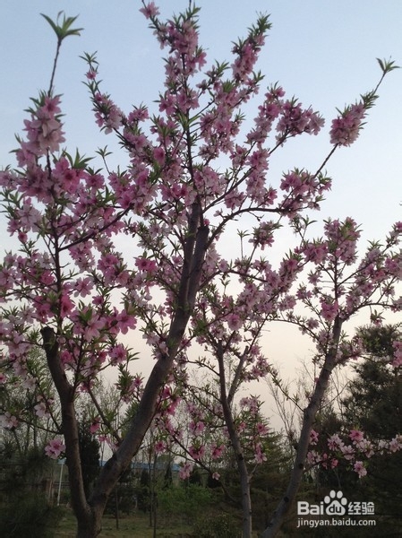 北京旅游攻略：[9]旺兴湖公园