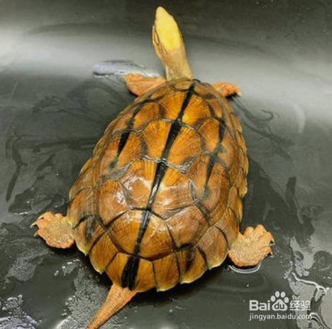 金钱龟吃什么食物好养活