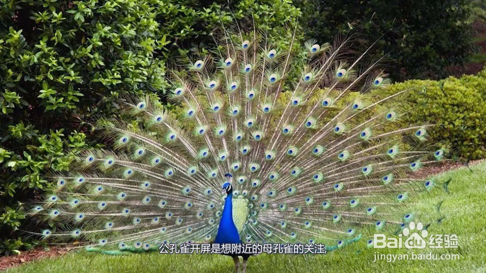 孔雀开屏是公的还是母的