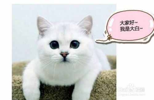 猫咪要怎么打疫苗