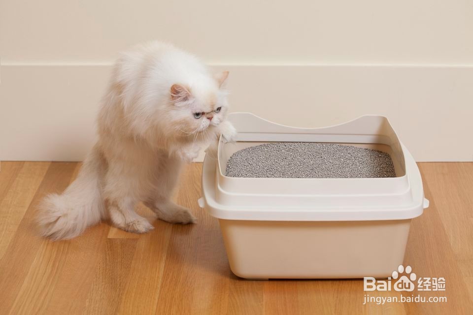 应对猫的泌尿问题