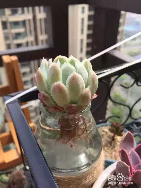 夏天多肉老烂根,丢水里能保命爆盆,越长越旺