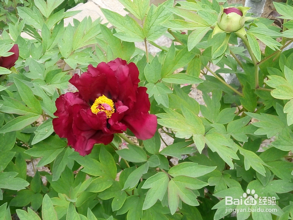 如何区别牡丹和芍药！