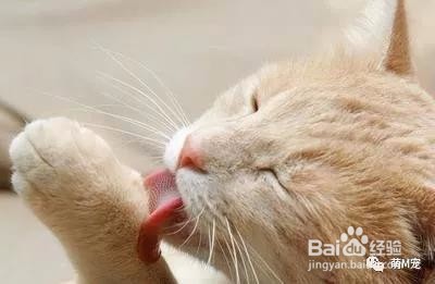 猫咪的生活习性