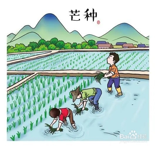《蚂蚁新村》谚语麦黄农忙秀女出房