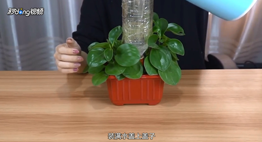 如何自动浇灌花草