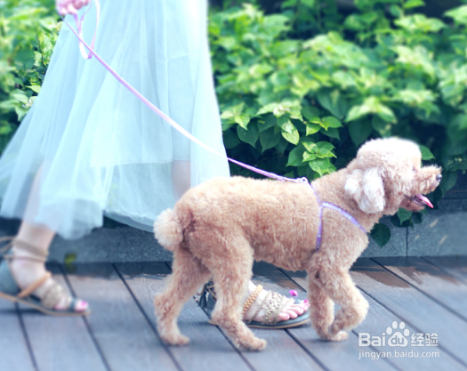 狗狗牵引绳的正确使用方法