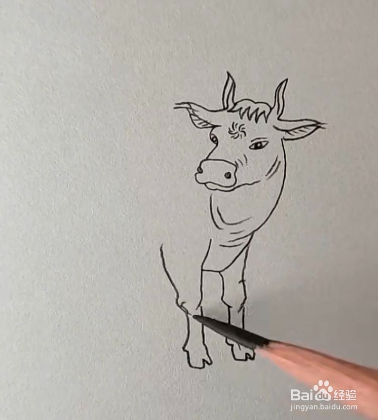 勤劳朴实的牛怎么画