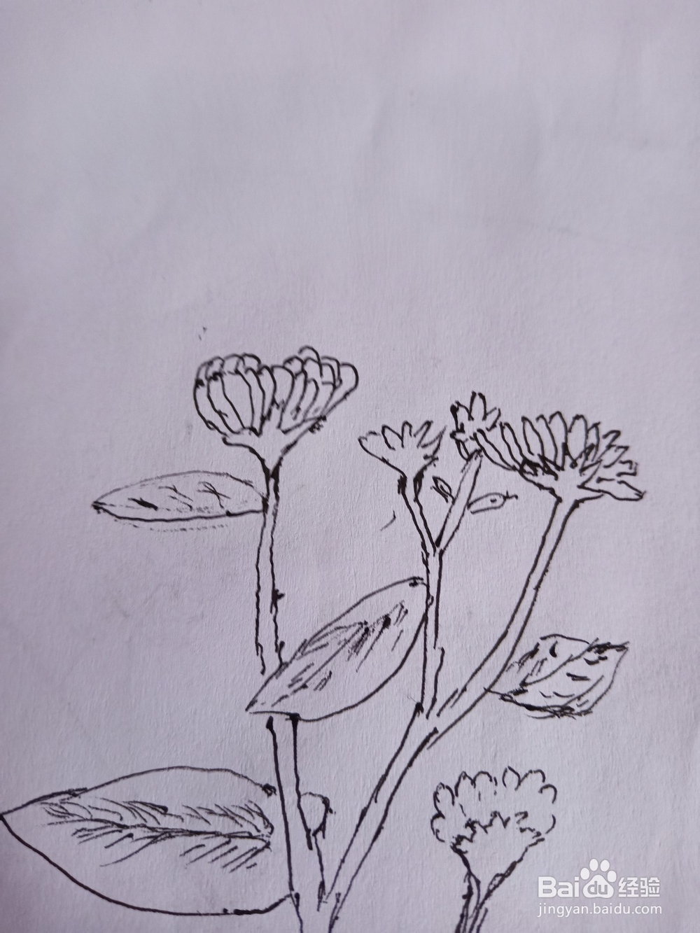 花朵与蝴蝶简笔画①