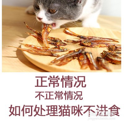 <b>猫咪不怎么吃东西怎么办</b>