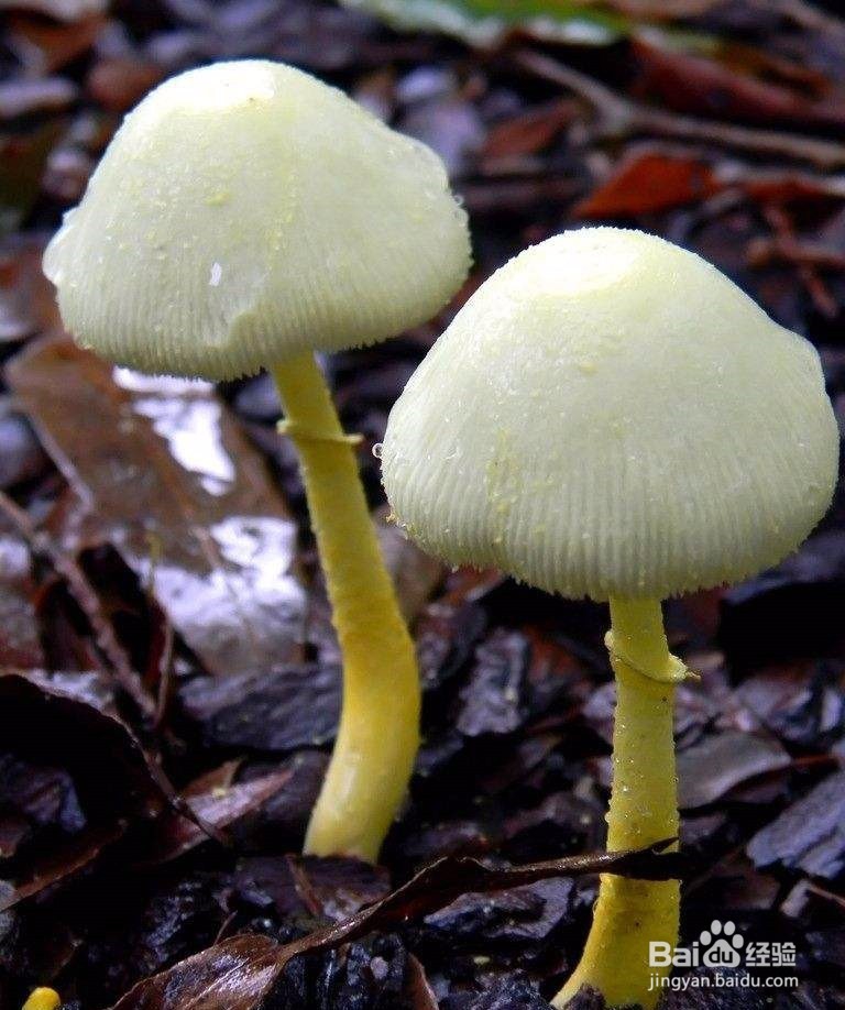 怎样生产袋栽香菇菌种