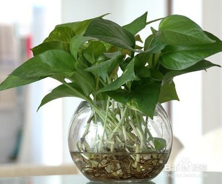 室内植物的名称及作用