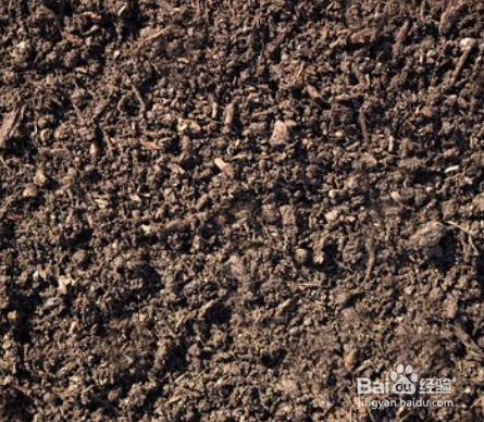 草莓的栽培技术及管理方法