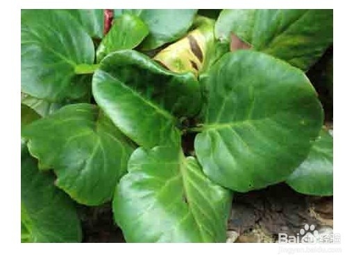 岩白菜有什么营养？