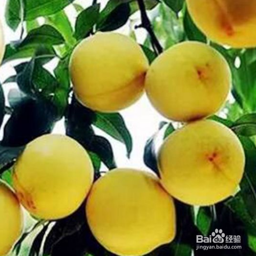 怎么把黄桃养的又大又饱满?
