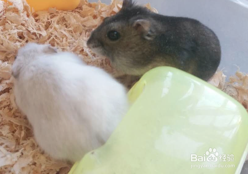 如何给仓鼠洗澡