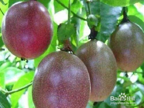 百香果的种植方法视频