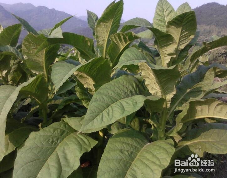 cpa税法中烟叶税学习攻略