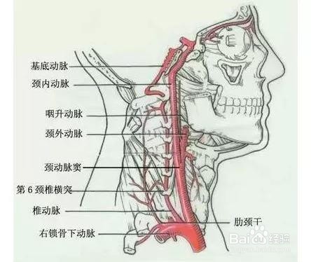 颈椎病如何引起头疼