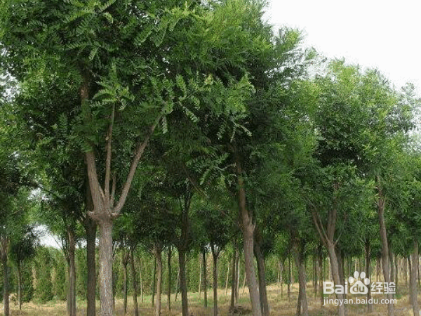 选择优质苗木的原则与注意事项