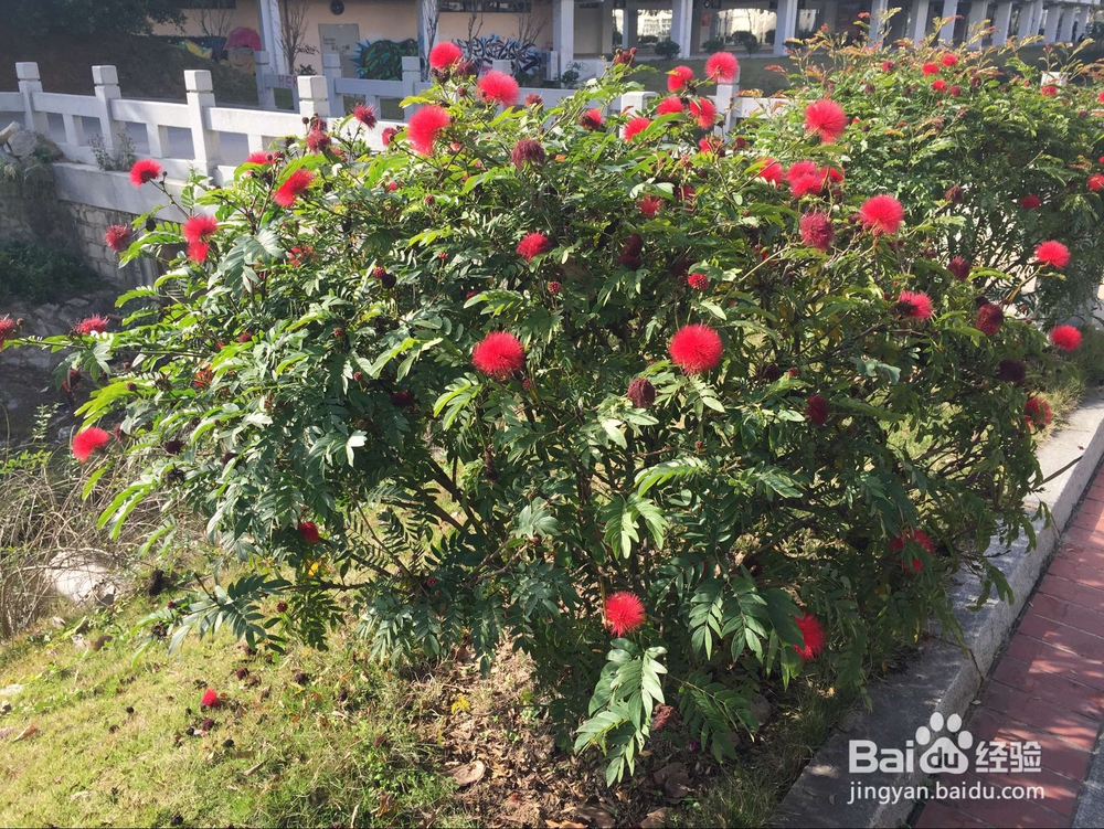 朱缨花要如何养护