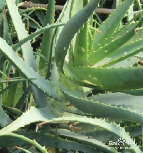 苹果怎样吃出健康 常见水果 苹果食用 宜 忌 慎