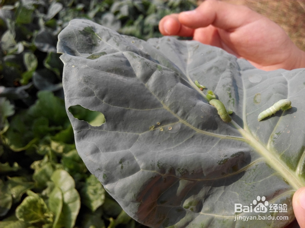 周末去哪里——带孩子去田间走走