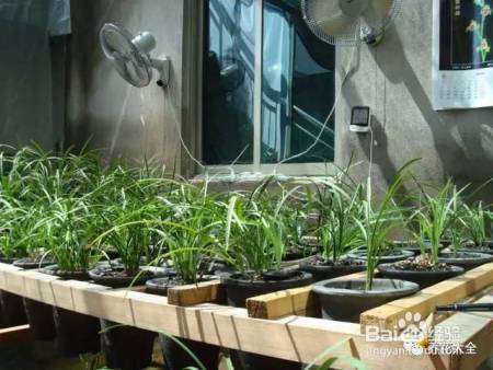 这几个夏季养花小妙招,我只偷偷告诉你!