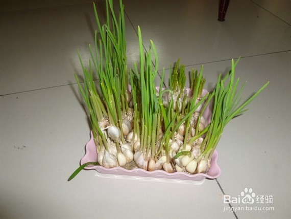 蒜头的合理利用——载蒜苗