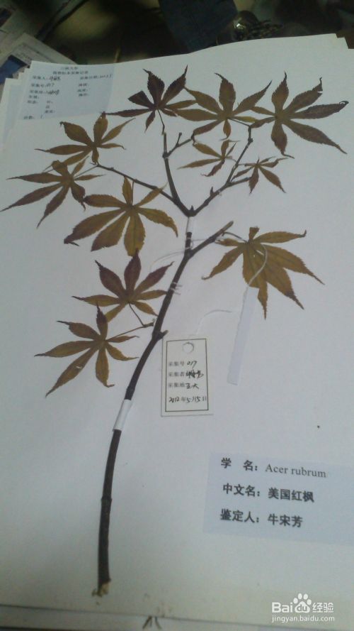植物标本的制作 1 植物标本的采集 百度经验