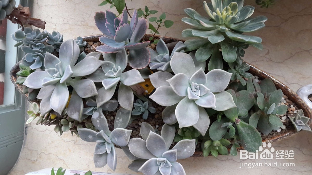 多肉植物怎么迅速叶插繁殖