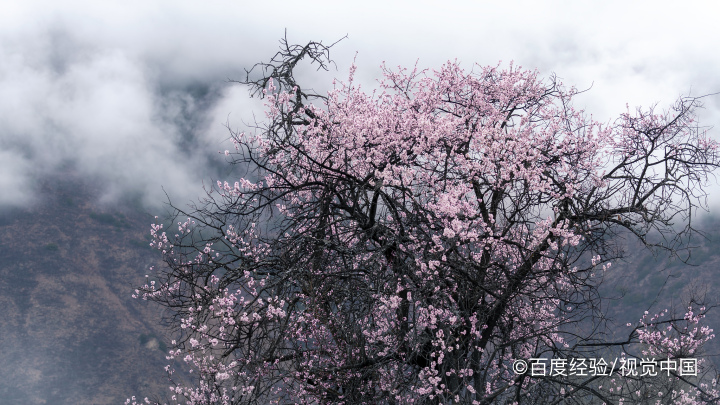 柳绿桃红怎么解释