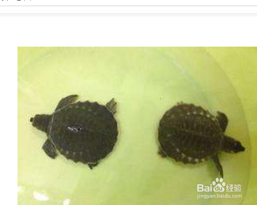 猪鼻龟不吃食怎么办
